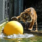 Der verspielte Tiger