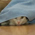 der versteckelte Kater