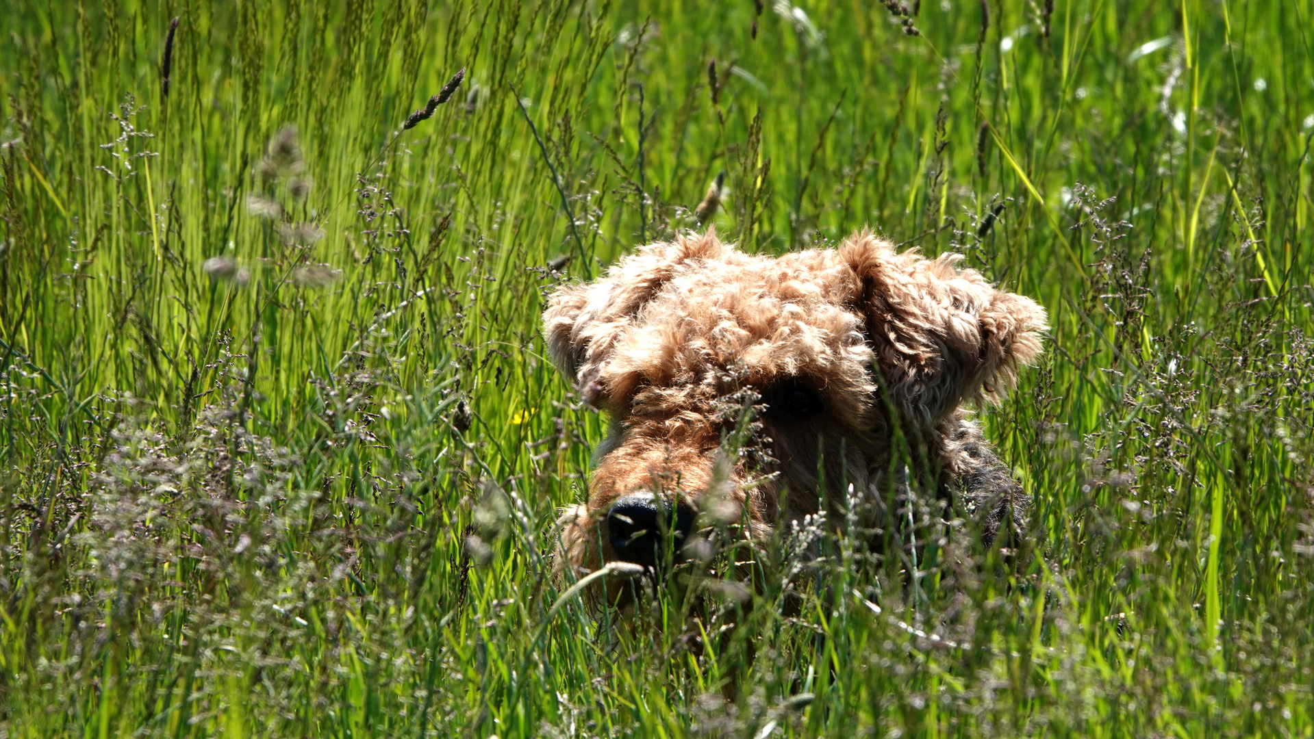 der versteckte Hund