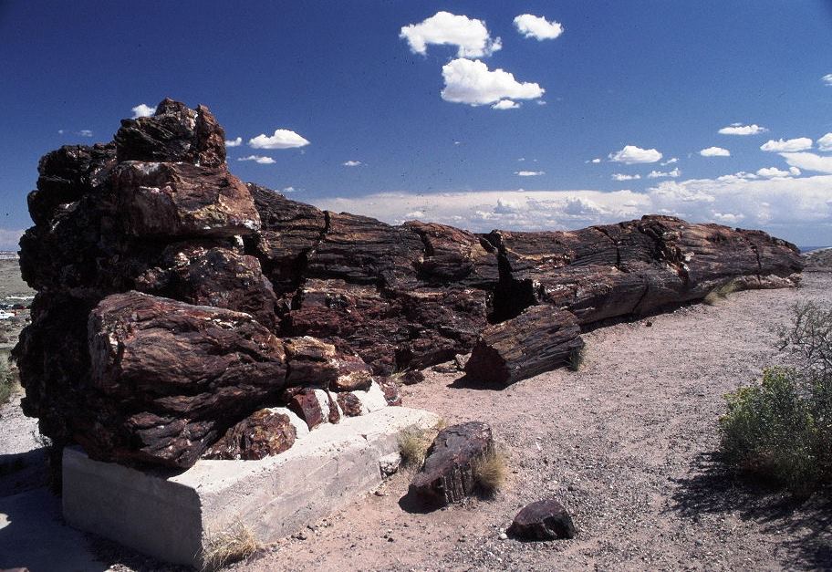 Der versteinerte Baum (Petrified Forest NP) 1994