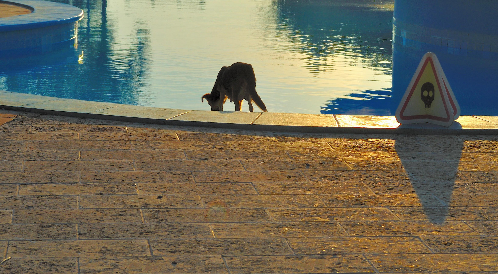 Der verstrahlte Hund