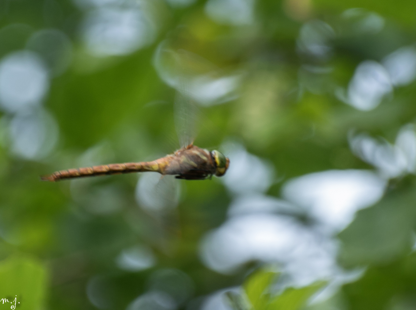 Der Versuch die Libelle im Flug zu erwischen ...