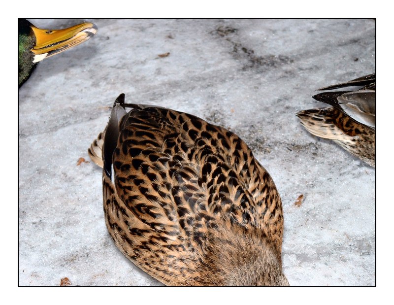 Der Versuch, eine Gruppe Enten beim Fressen abzulichten...