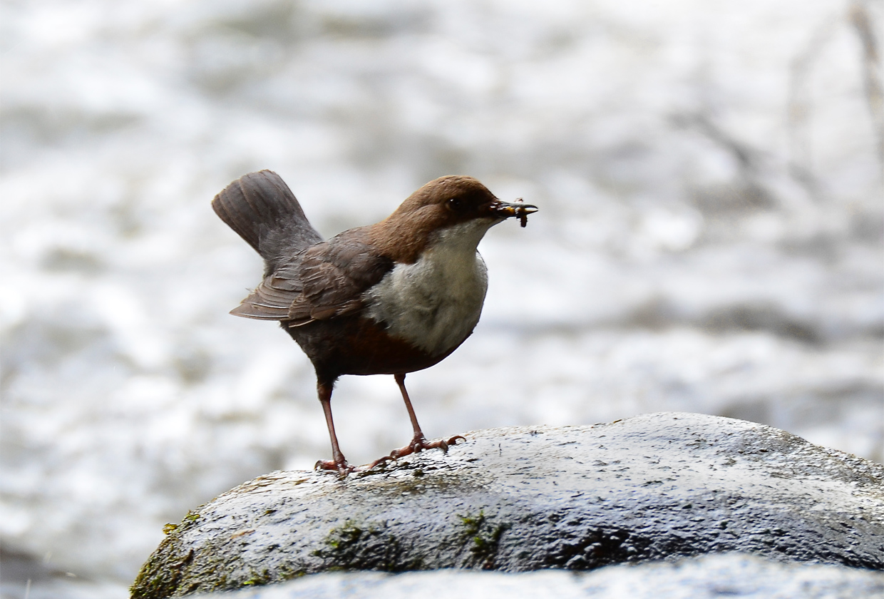 Der Versuch, eine Wasseramsel......