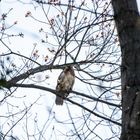 Der Versuch einen Bussard zu erwischen