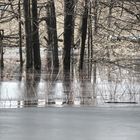 der versunkene Wald