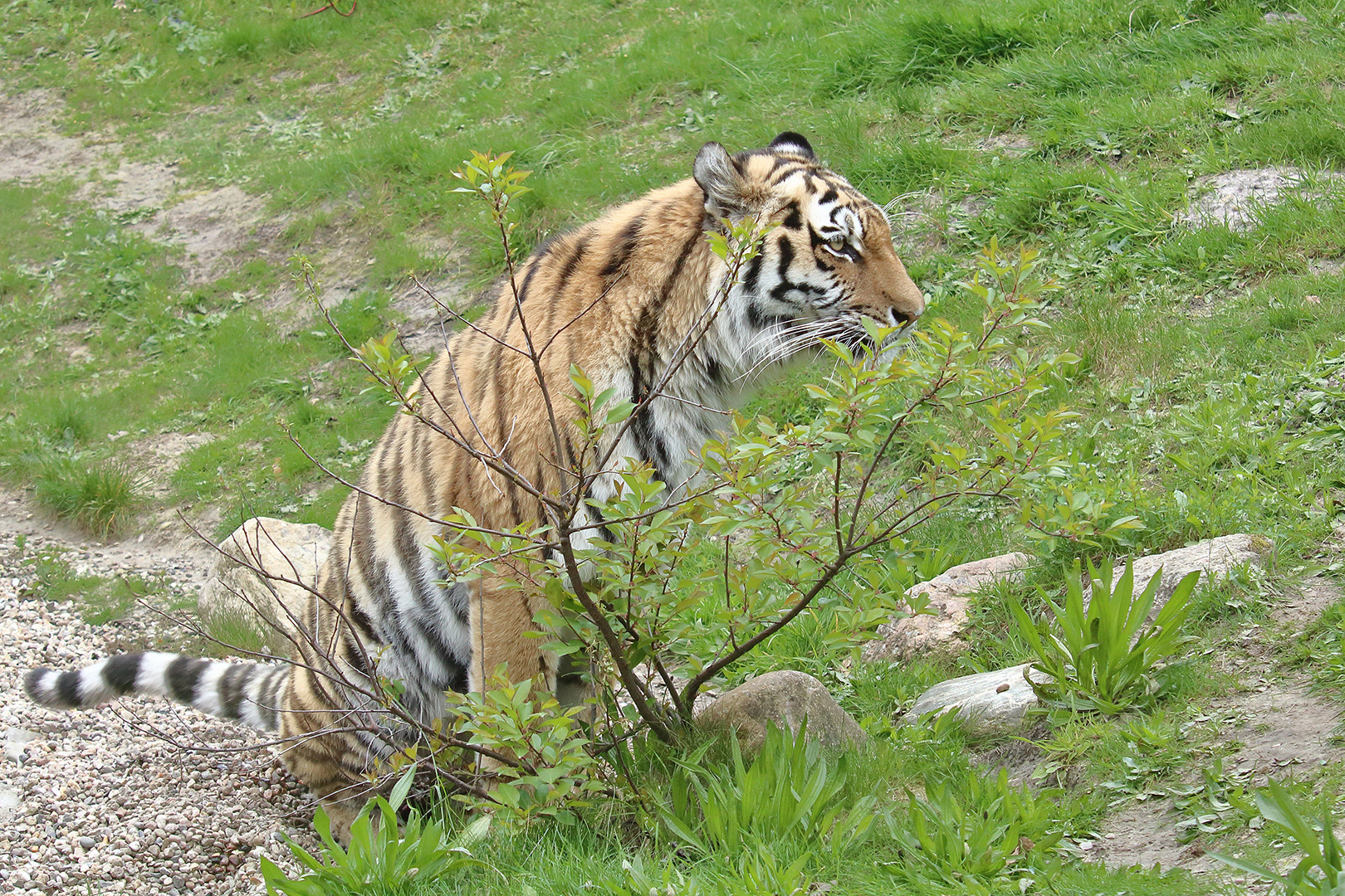 Der verträumte Tiger in seiner Pinkelecke