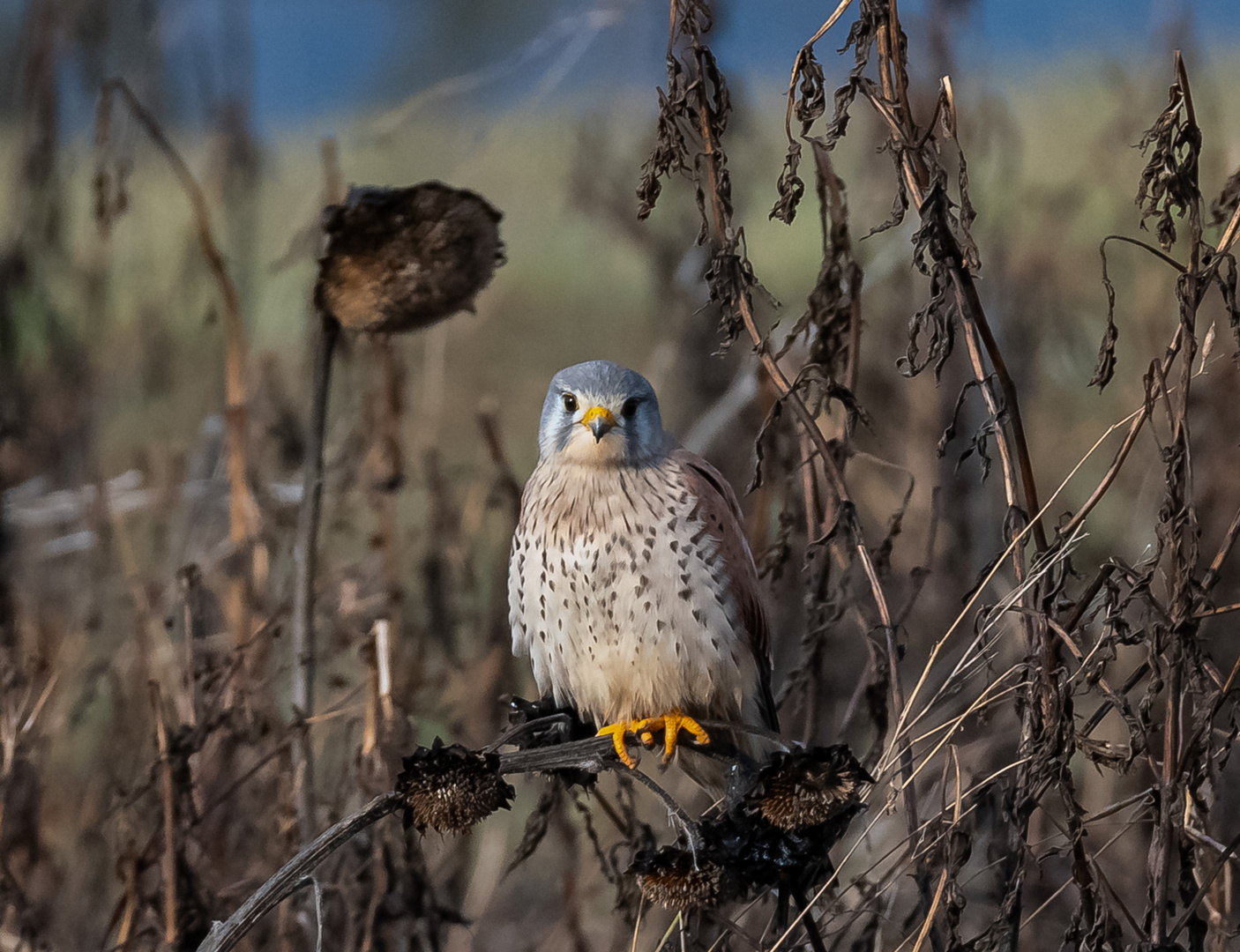 Der verträumte Turmfalke