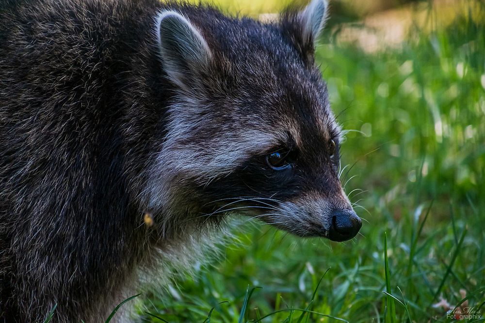 Der verträumte Waschbär