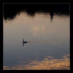 der verwandelte Schwan......