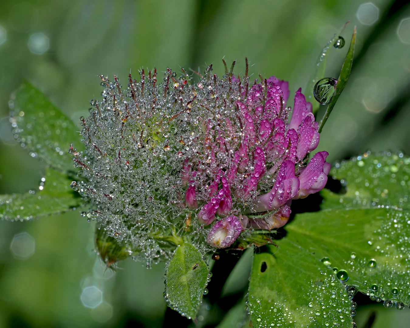 Der verwelkte Teil der Rotklee-Blüte ist geschmückt mit glitzernden Regentropfen.