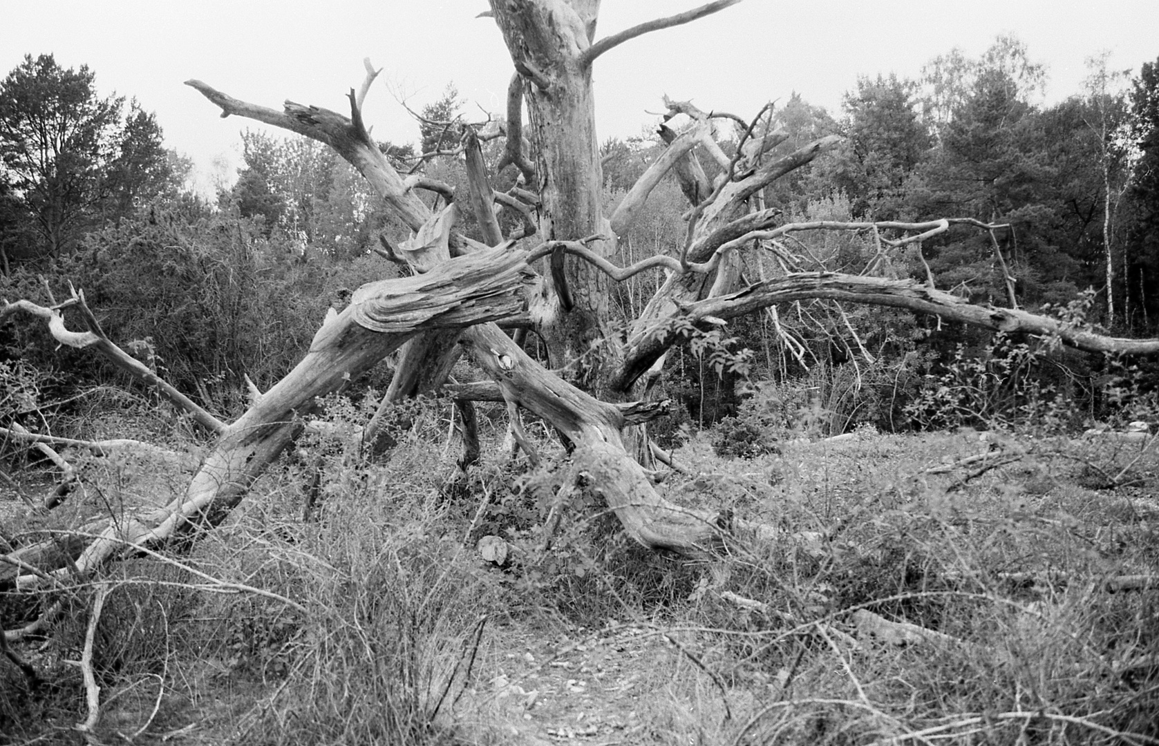 der verwunschene Baum