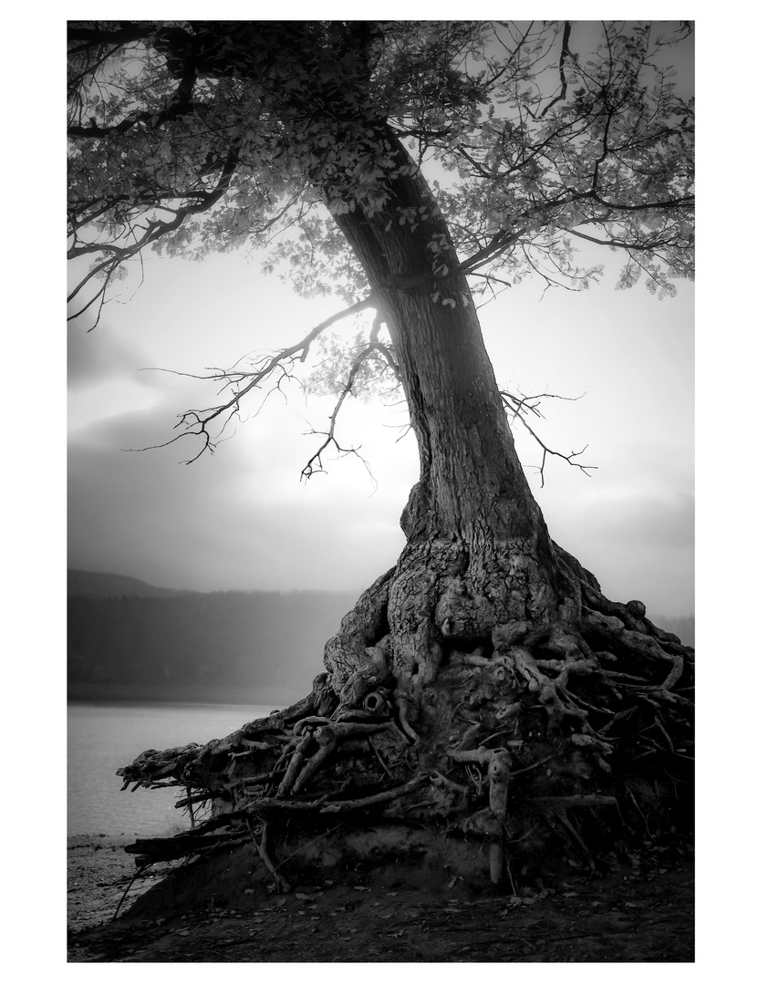 Der verwunschene Baum am See