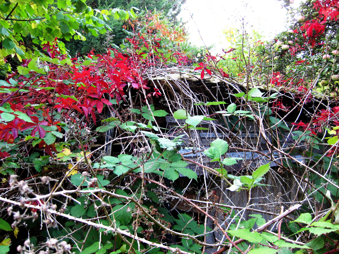 Der verwunschene Garten 2 Foto & Bild jahreszeiten, herbst, der