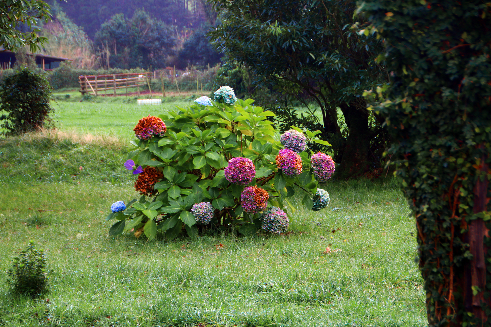 Der verwunschene Garten