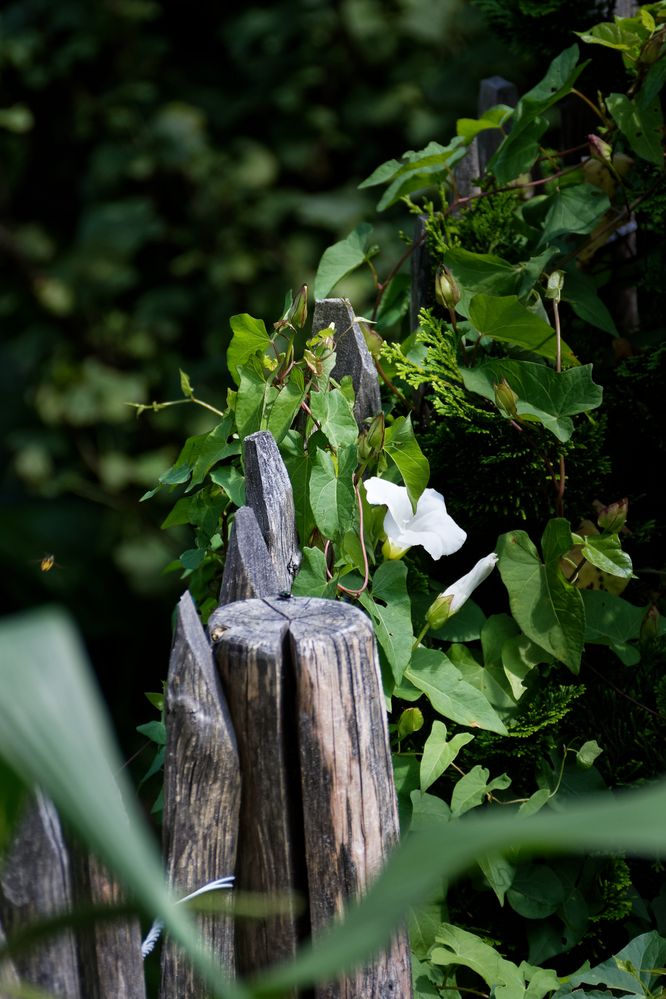 Der verwunschene Garten Foto & Bild zaun, natur, blume Bilder auf