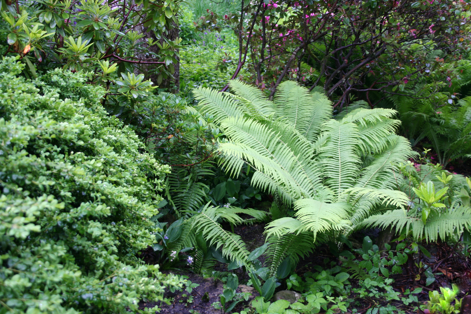 Der verwunschene Garten