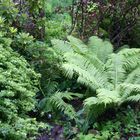 Der verwunschene Garten