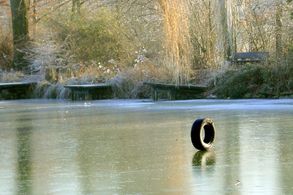 Der verwunschene Schwan?