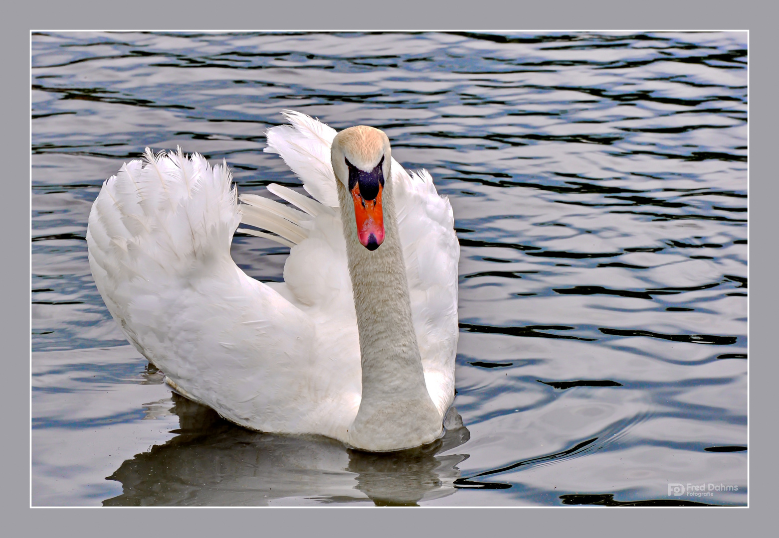 Der verwunschene Schwan