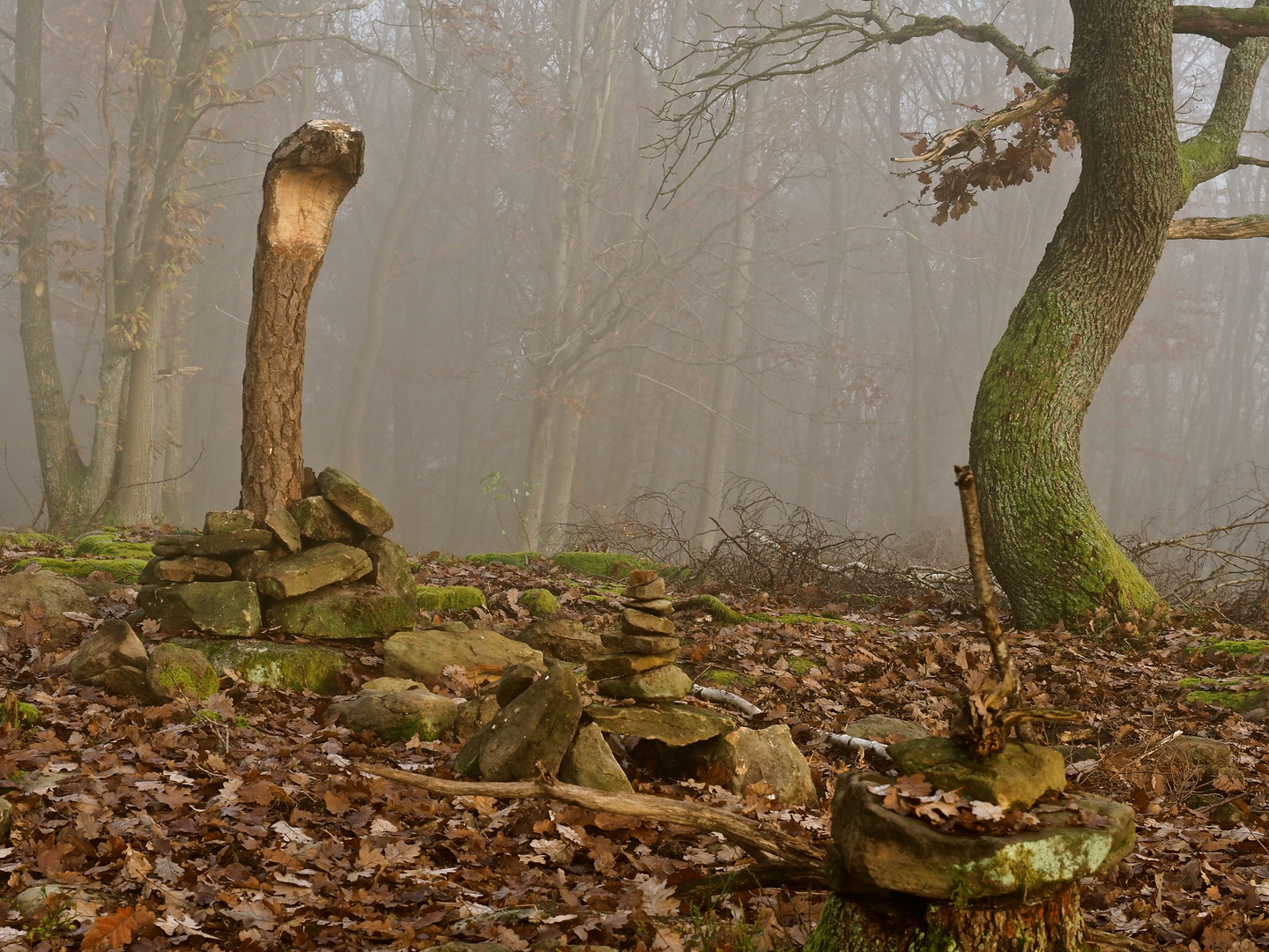 Der verwunschene Wald oder ...