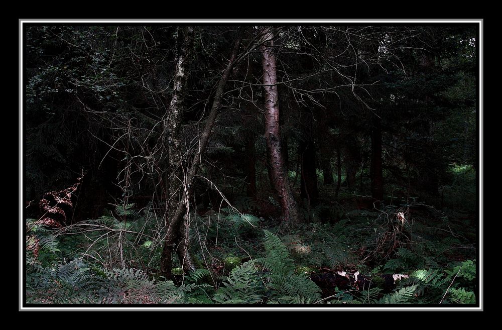 Der verwunschene Wald - Zauber eines Abends......