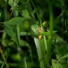 Der verwunschene Wetterfrosch