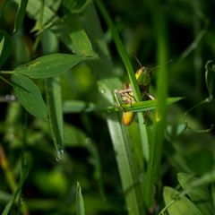 Der verwunschene Wetterfrosch