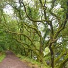 Der verwunschener Wald