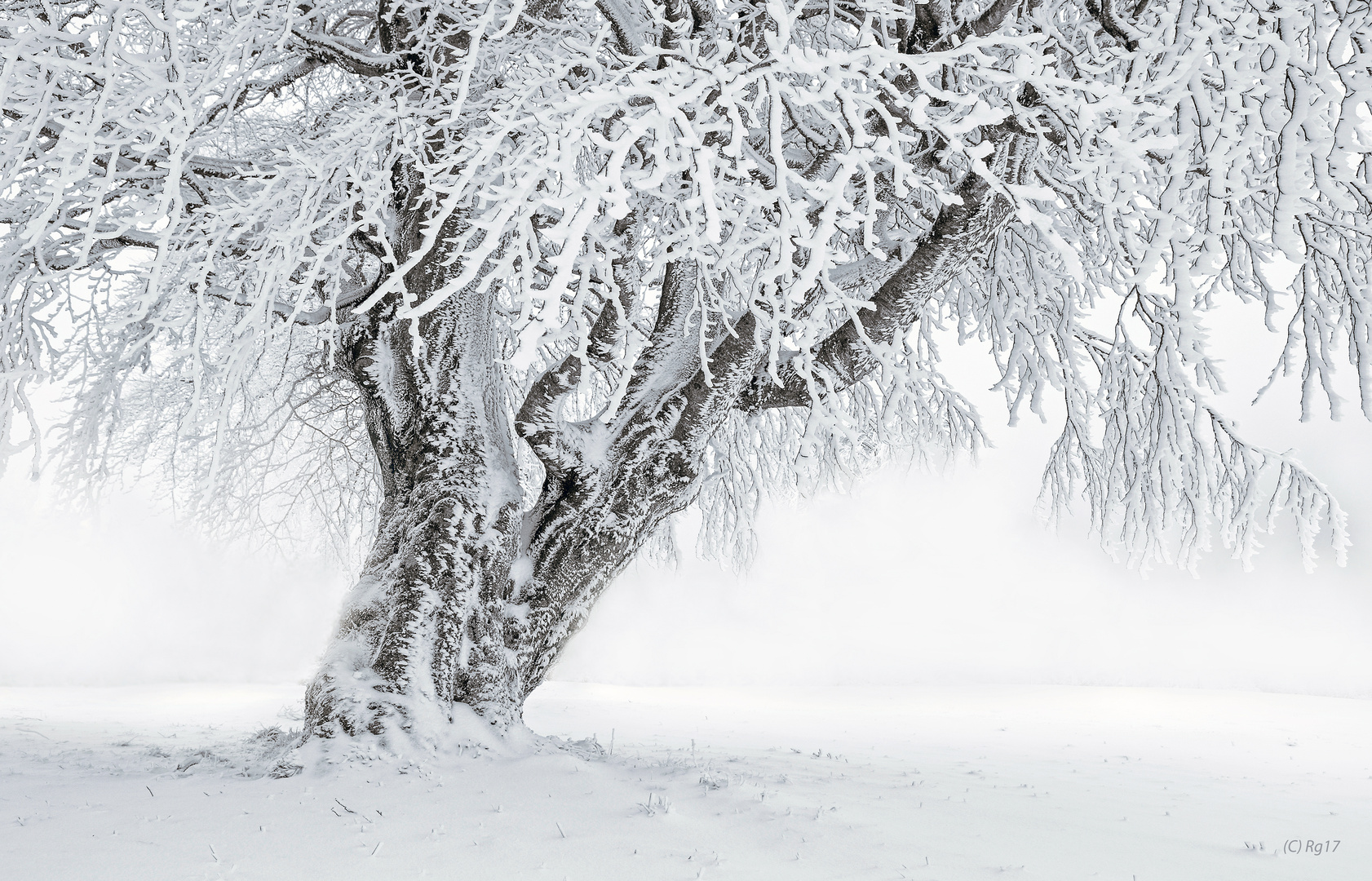 der verzauberte baum