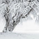 der verzauberte baum