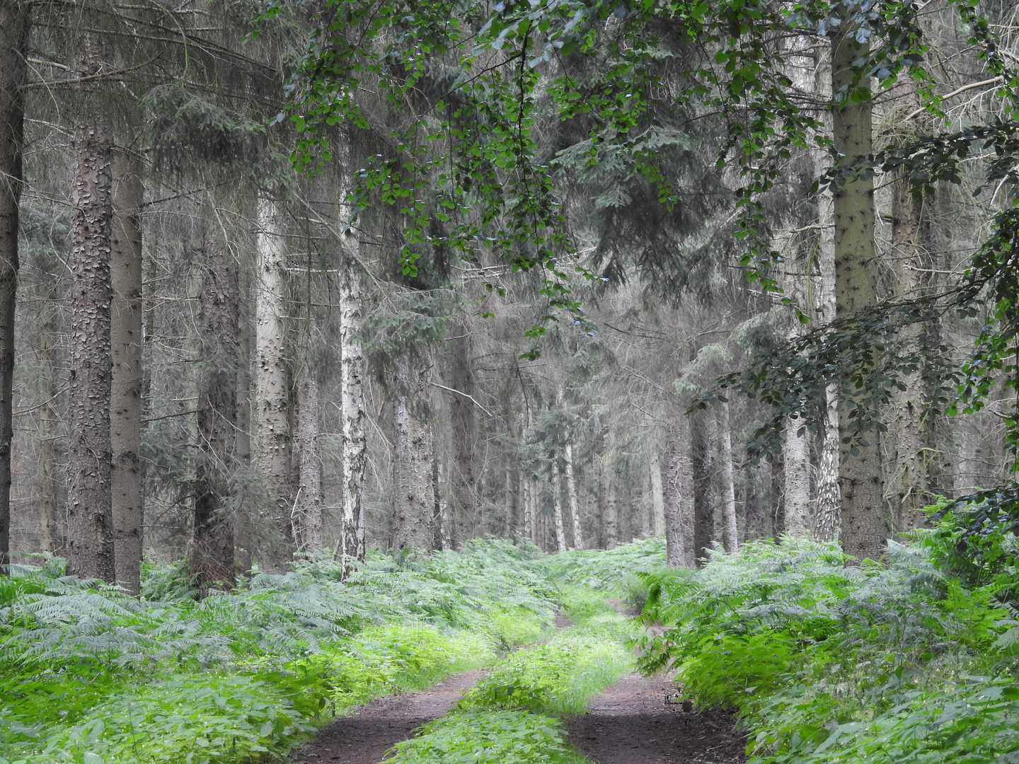 Der verzauberte Wald