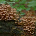 Der viele Regen treibt sie aus dem Holz