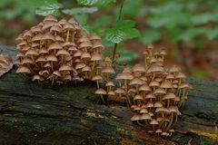 Der viele Regen treibt sie aus dem Holz