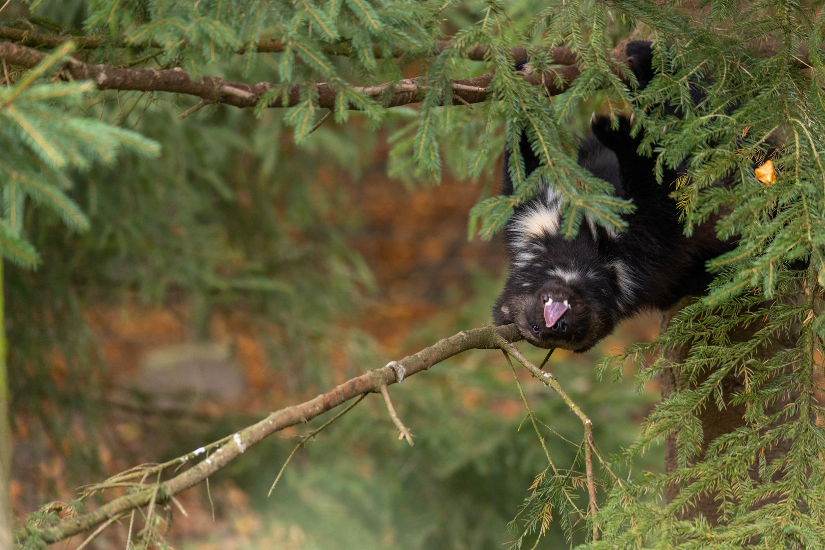 Der Vielfraß hing im Baum und streckte mir die Zunge raus.