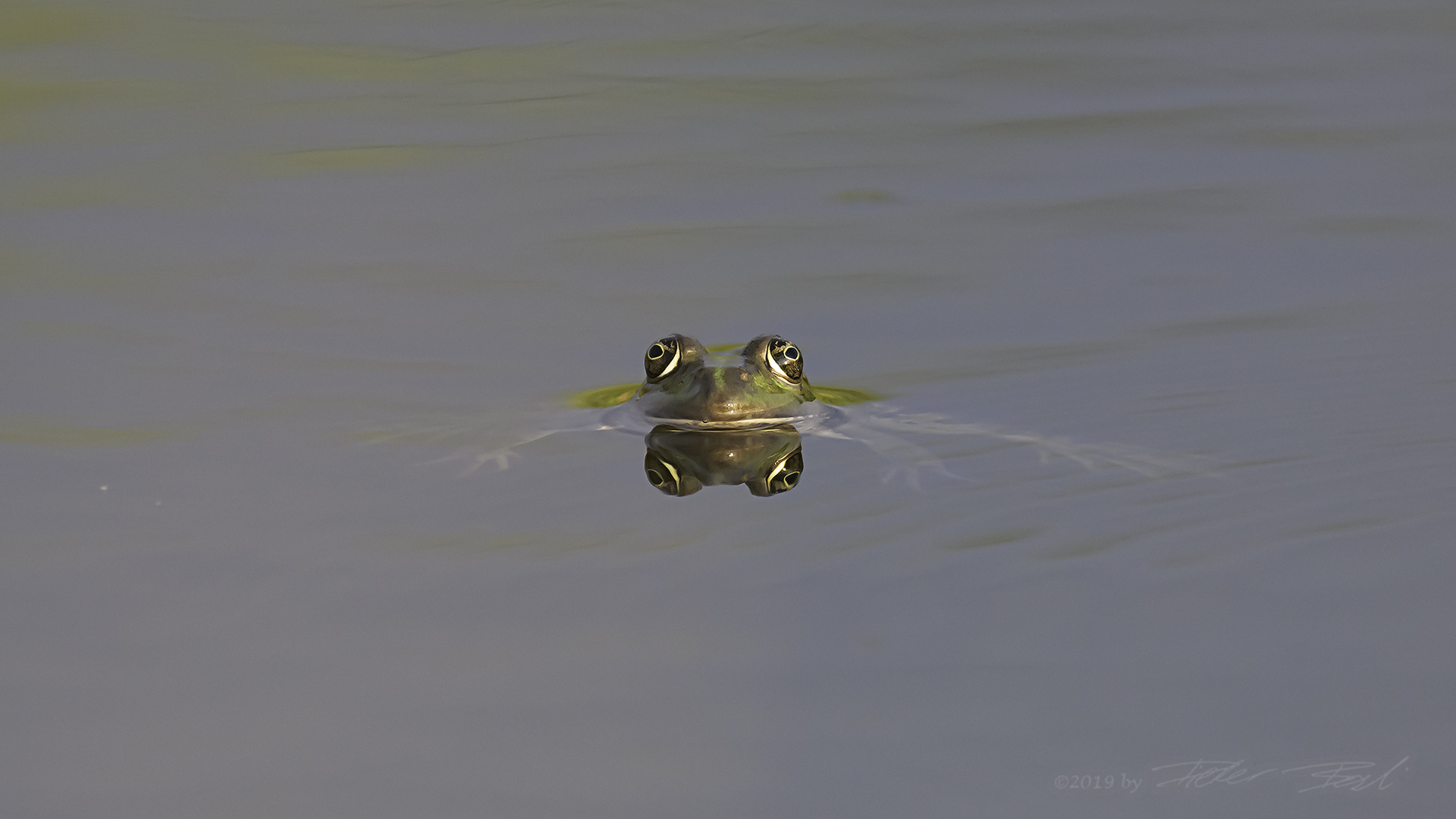 Der vieräugige Frosch...