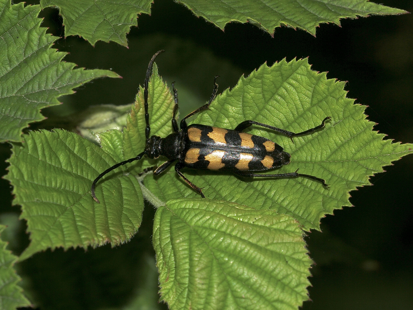 Der Vierbindige Schmalbock (Leptura = Strangalia quadrifasciata) ...