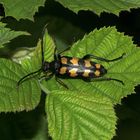 Der Vierbindige Schmalbock (Leptura = Strangalia quadrifasciata) ...