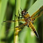 Der Vierfleck (libellula quadrimaculata)