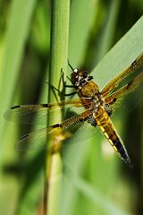 Der Vierfleck (libellula quadrimaculata)