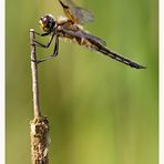  Der Vierfleck - Libellula quadrimaculata 