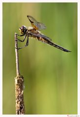  Der Vierfleck - Libellula quadrimaculata 