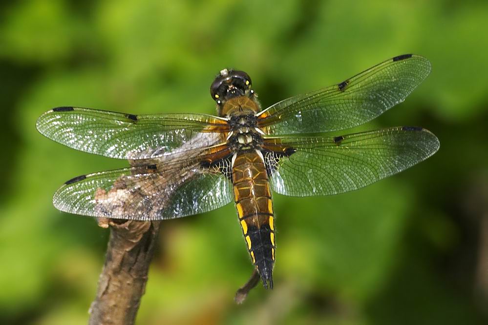 Der Vierfleck - Libellula quadrimaculata