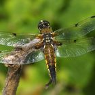 Der Vierfleck - Libellula quadrimaculata