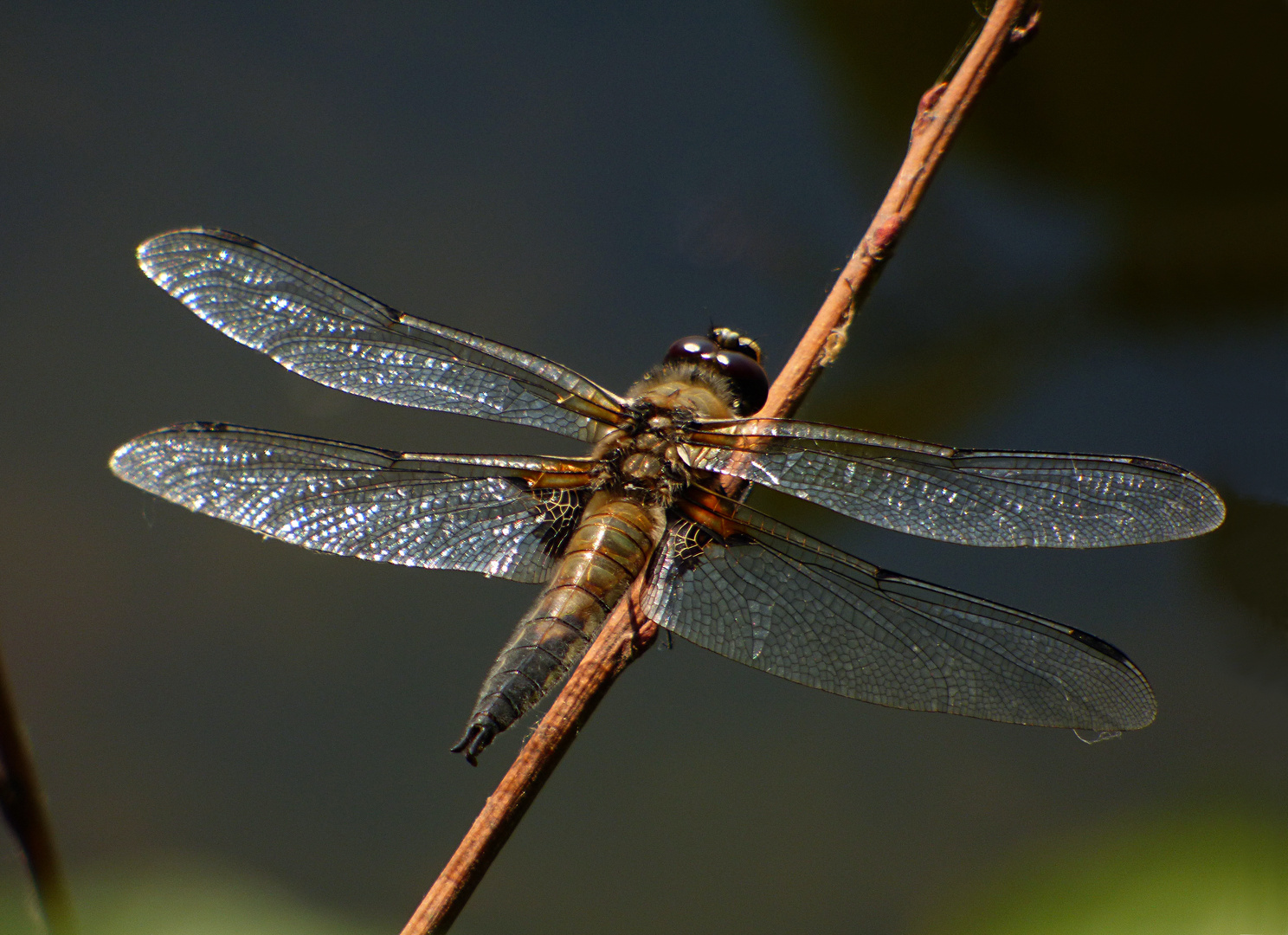 Der Vierfleck (Libellula quadrimaculata)