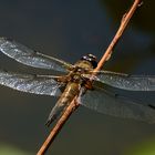 Der Vierfleck (Libellula quadrimaculata)