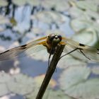 Der Vierfleck (Libellula quadrimaculata) auf der Schwertlilie