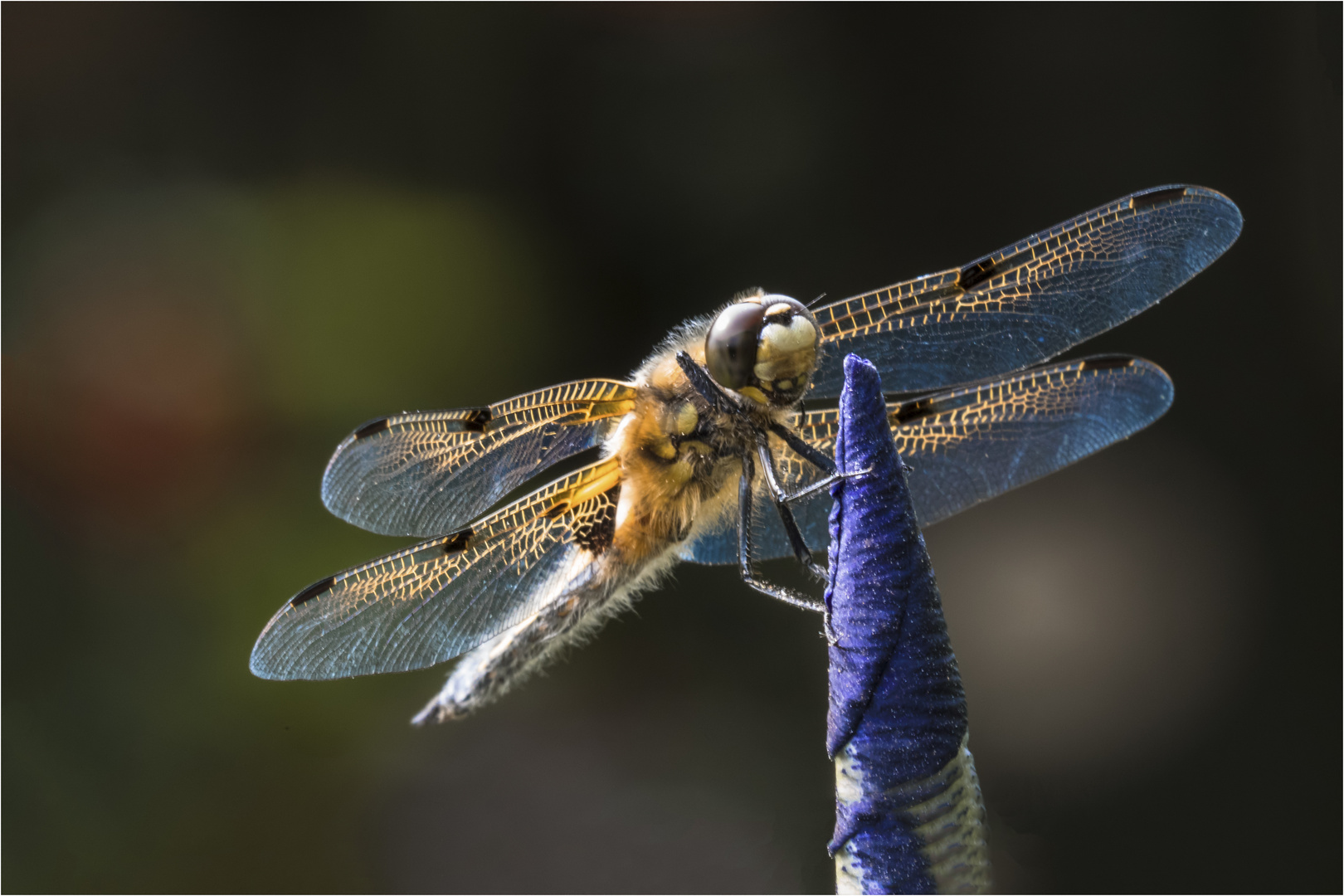 Der Vierfleck (Libellula quadrimaculata)