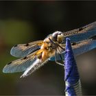 Der Vierfleck (Libellula quadrimaculata)