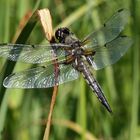 Der Vierfleck (Libellula quadrimaculata)...